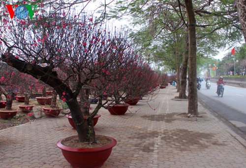 Peach trees in full bloom for Tet - ảnh 10